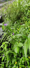 Stachytarpheta cayennensis