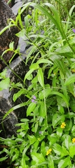 Stachytarpheta cayennensis