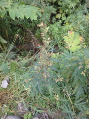 Artemisia vulgaris kamtschatica