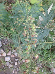 Artemisia vulgaris kamtschatica