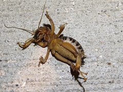 Ammopelmatus