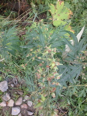 Artemisia vulgaris kamtschatica