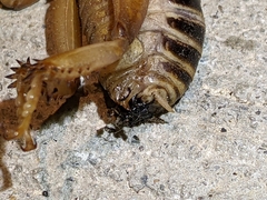 Ammopelmatus