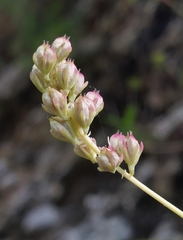 Tofieldia calyculata