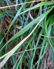 Tofieldia calyculata