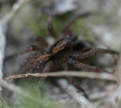 Trochosa
