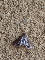 Cataclysta lemnata