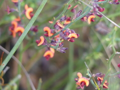 Daviesia brevifolia