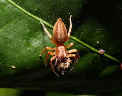 Clubiona robusta