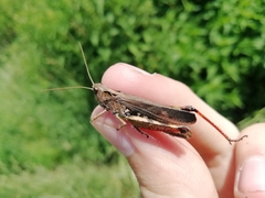 Megaulacobothrus aethalinus
