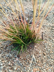 Festuca ovina