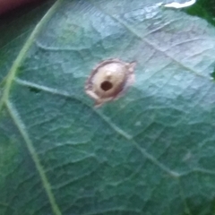 Neuroterus numismalis