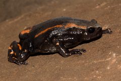 Phrynomantis bifasciatus