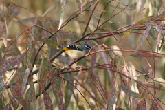 Pardalotus punctatus