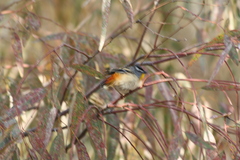 Pardalotus punctatus