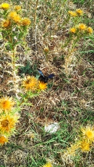 Xylocopa
