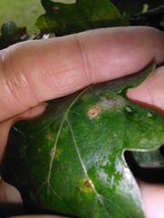 Neuroterus numismalis