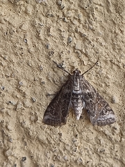 Cataclysta lemnata