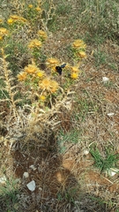 Xylocopa