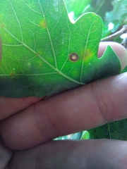 Neuroterus numismalis