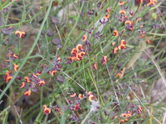 Daviesia brevifolia