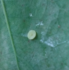 Neuroterus albipes