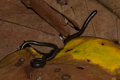 Leptotyphlops scutifrons