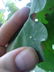 Neuroterus albipes