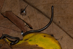 Leptotyphlops scutifrons