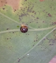 Neuroterus anthracinus