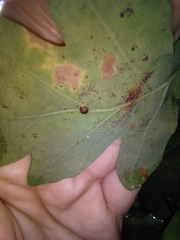 Neuroterus anthracinus