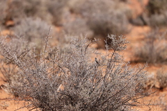 Acanthiza uropygialis