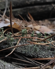 Cladonia