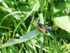Megaulacobothrus aethalinus
