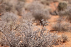 Acanthiza uropygialis