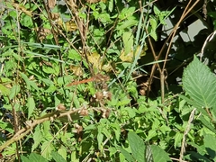 Sympetrum striolatum