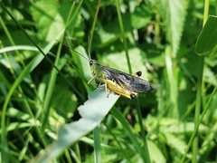 Megaulacobothrus aethalinus