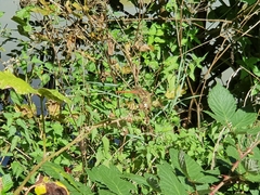 Sympetrum striolatum