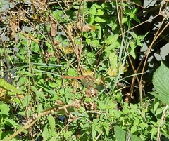 Sympetrum striolatum