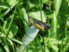 Megaulacobothrus aethalinus