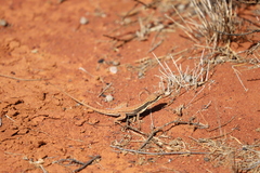 Ctenophorus isolepis