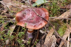 Cortinarius archeri