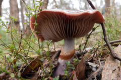 Cortinarius archeri
