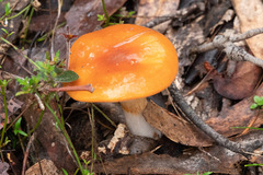 Cortinarius sinapicolor