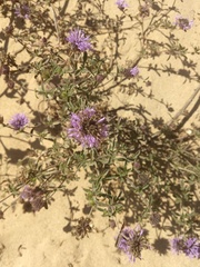 Monardella undulata