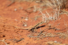 Ctenophorus isolepis