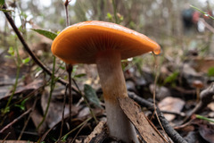 Cortinarius sinapicolor