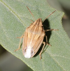 Aelia acuminata