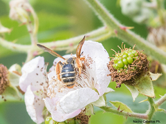 Andrena prunorum