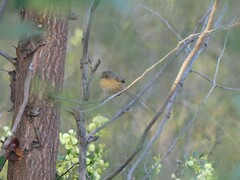 Stipiturus malachurus